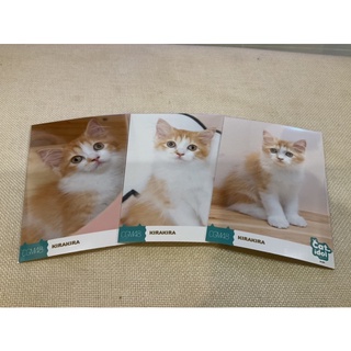 CGM48 Cat idol Photoset ของแท้ Official