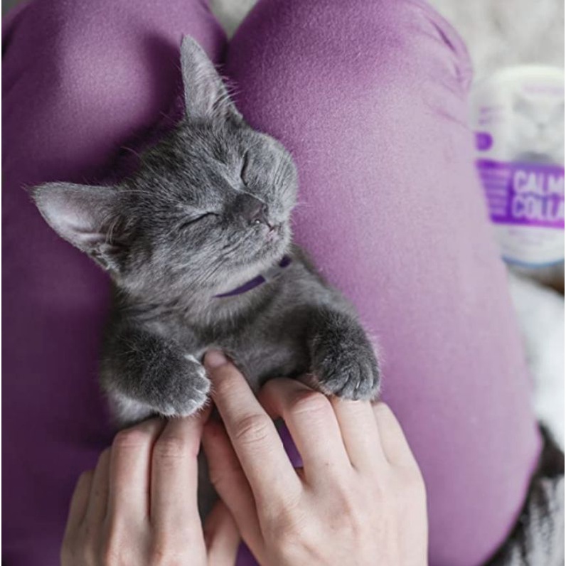 ภาพหน้าปกสินค้า(พร้อมส่งลองอ่านรีวิวก่อนนะคะ)  Calming Collar Cat  อันดับที่1 Amz USA  ลดภาวะแมวหมาเครียดแมวติดสัตว์แมวก้าวร้าว