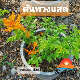 ต้นพวงแสด ไม้เลื้อย ดอกสีส้ม สวนเขาหมาก กระถาง 6 นิ้ว สูงประมาณ 40 เซ็นติเมตร รับประกันสินค้า ไม่พอใจยินดีคืนเงิน