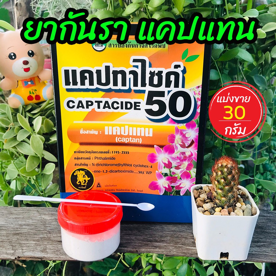 ภาพหน้าปกสินค้ายากันเชื้อราแคคตัส ยากันราแคปแทน (Captan - Captacide 50) ราในกระบองเพชร ไม้อวบน้ำ ไม้ประดับ ยาเพาะเมล็ด แบ่งขาย 30 g จากร้าน theboy1999 บน Shopee