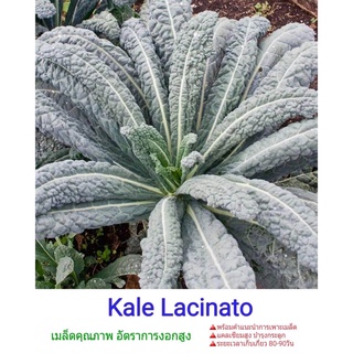 เมล็ดพืชคุณภาพสูง เมล็ดผัก Lacinato Kale Dinosaur  100 เมล็ด แคลลาซินาโตไดโนซอล คะน้า เมล็ดพันธุ์พืช ผักสวนครัว แคลเซียม