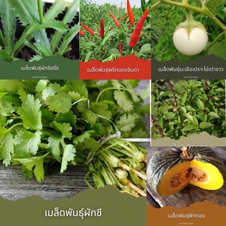 เมล็ดพันธุ์ผัก 🔺ขั้นต่ำโปรดสั่งสินค้า30บาทขึ้นไปค่ะ