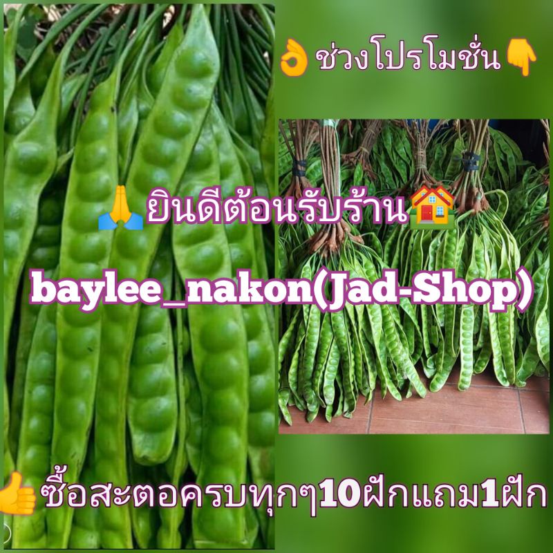 ภาพหน้าปกสินค้า​พร้อม​ส่ง, สะตอ​นอกฤดู​กาล​ ฝักส่วย​ๆ คัดมาโดยเฉพาะ ️