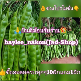 ภาพหน้าปกสินค้า📢​พร้อม​ส่ง, สะตอ​นอกฤดู​กาล​ ฝักส่วย​ๆ คัดมาโดยเฉพาะ✌️ ที่เกี่ยวข้อง