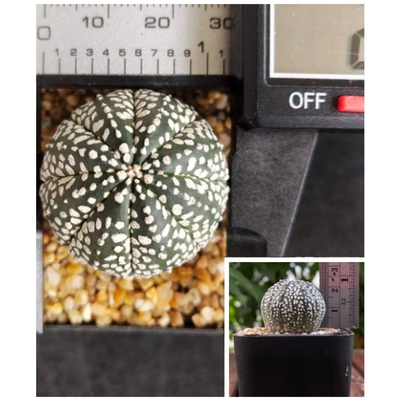 แอสโตรไฟตัม-แอสโตร-แอสโตรไฟรตัม-astrophytum