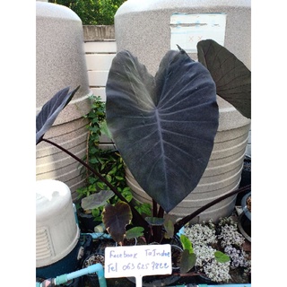 ภาพหน้าปกสินค้าcolocasia madeira tropicool โคโลคาเซิยมาเดียรา ที่เกี่ยวข้อง