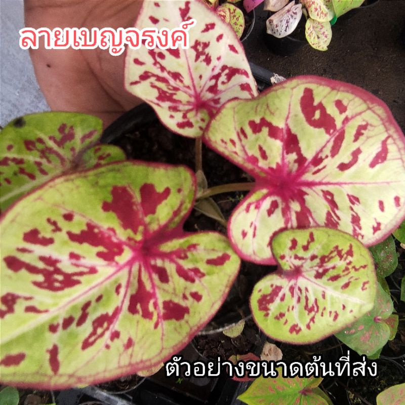 บอนสี-ลายเบญจรงค์-ไม้ประดับ