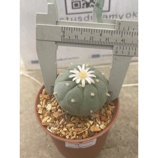 โลโฟ ขนาด 3-3.5 cm. จากฟาร์ม cactusdreamyok ต้นไม้ กระบองเพชร cactus