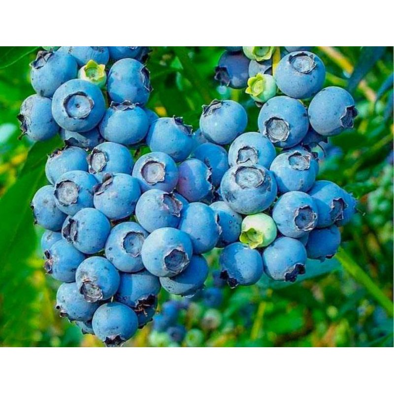 30-เมล็ด-เมล็ดพันธุ์บลูเบอรี่-blueberry