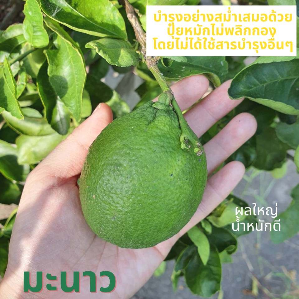 1-kg-ปุ๋ยอินทรีย์-ปุ๋ยหมักไม่พลิกกอง-ผลิตตามวิธีวิศวกรรมแม่โจ้-เนื้อละเอียด-บรรจุถุงซิปล้อค