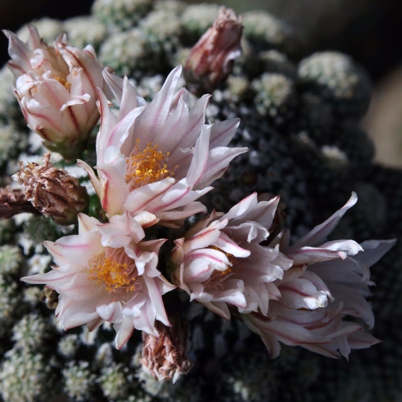 เทอบิเปค-turbinicarpus-pseudopectinatus