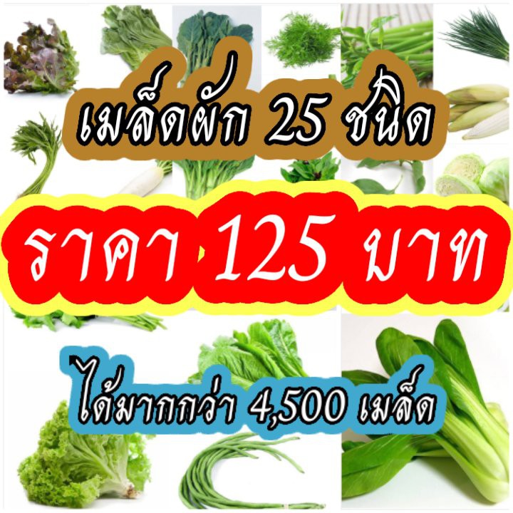 ชุดใหญ่-เมล็ดผัก25ชนิด-เมล็ดผักสวนครัว