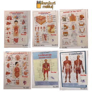 การแพทย์ สุขภาพ ร่างกาย กล้ามเนื้อ ภาพโปสเตอร์ โปสเตอร์การศึกษา แผ่นภาพสื่อการเรียนการสอน