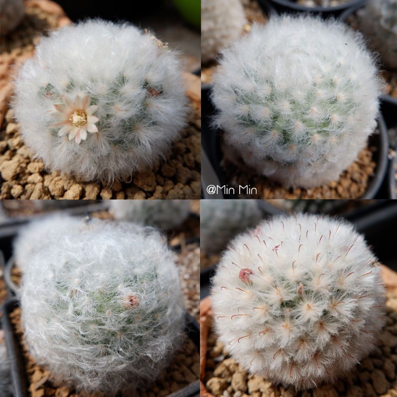 ภาพหน้าปกสินค้าเมล็ดกระบองเพชร แมมขนแกะ 120 เมล็ด (Mammillaria Bocasana cv. Multilanata) จากร้าน khaitomcactus94 บน Shopee