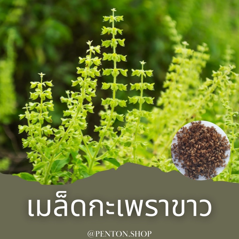 เมล็ดพันธุ์กะเพราขาว-15เมล็ด-ขั้นต่ำ-สินค้าภายในร้าน30บาทขึ้นไปค่ะ