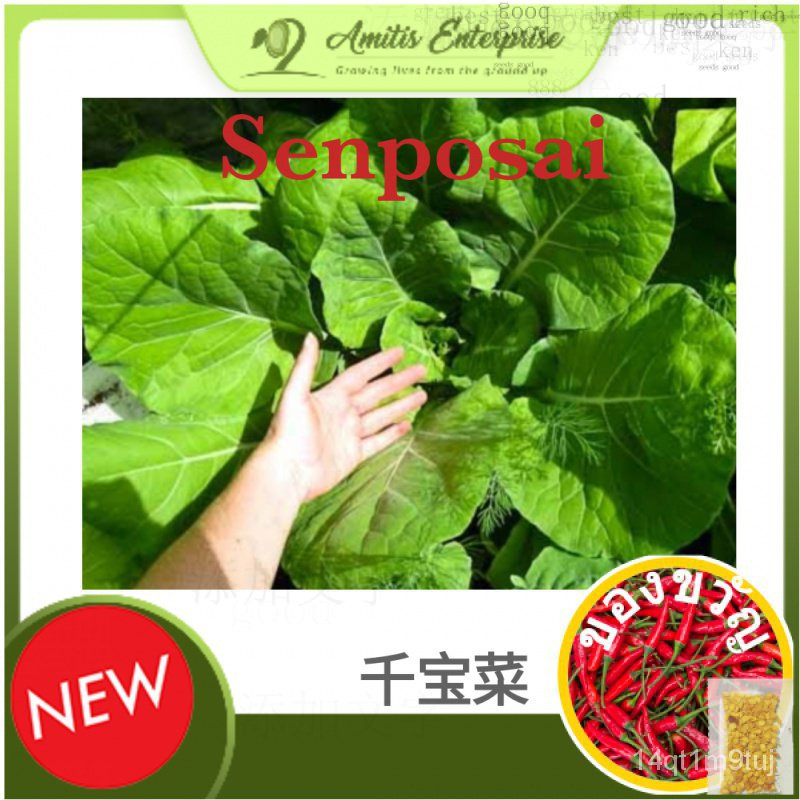 buy-1-free-1-senposai-rare-seeds-from-japan-จาน-กะหล่ำปลีคะน้าผสมพันธุ์-seeds-vovl
