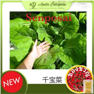 Buy 1 Free 1 Senposai *RARE* Seeds from Japan 千宝จาน（กะหล่ำปลีคะน้าผสมพันธุ์）母婴/鲜花/种子/向日葵/帽子/上衣/头饰/seeds/通心菜/裙子/ VOVL