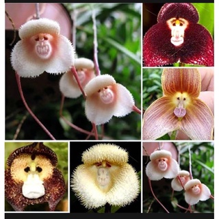 เมล็ดพันธุ์ กล้วยไม้หน้าลิง ต้นไม้ประดับ คละลายMonkey Face Orchid Bonsai Plant House Garden Flower Seeds 10เมล็ด