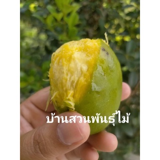 ต้นมะม่วง พันธุ์กะล่อนทอง มะม่วงโบราณ