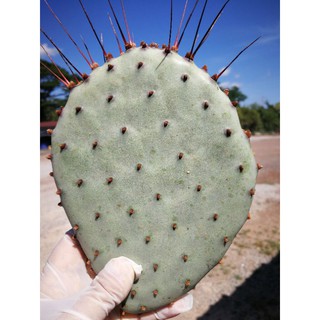 Opuntia chlorotica var santa-rita