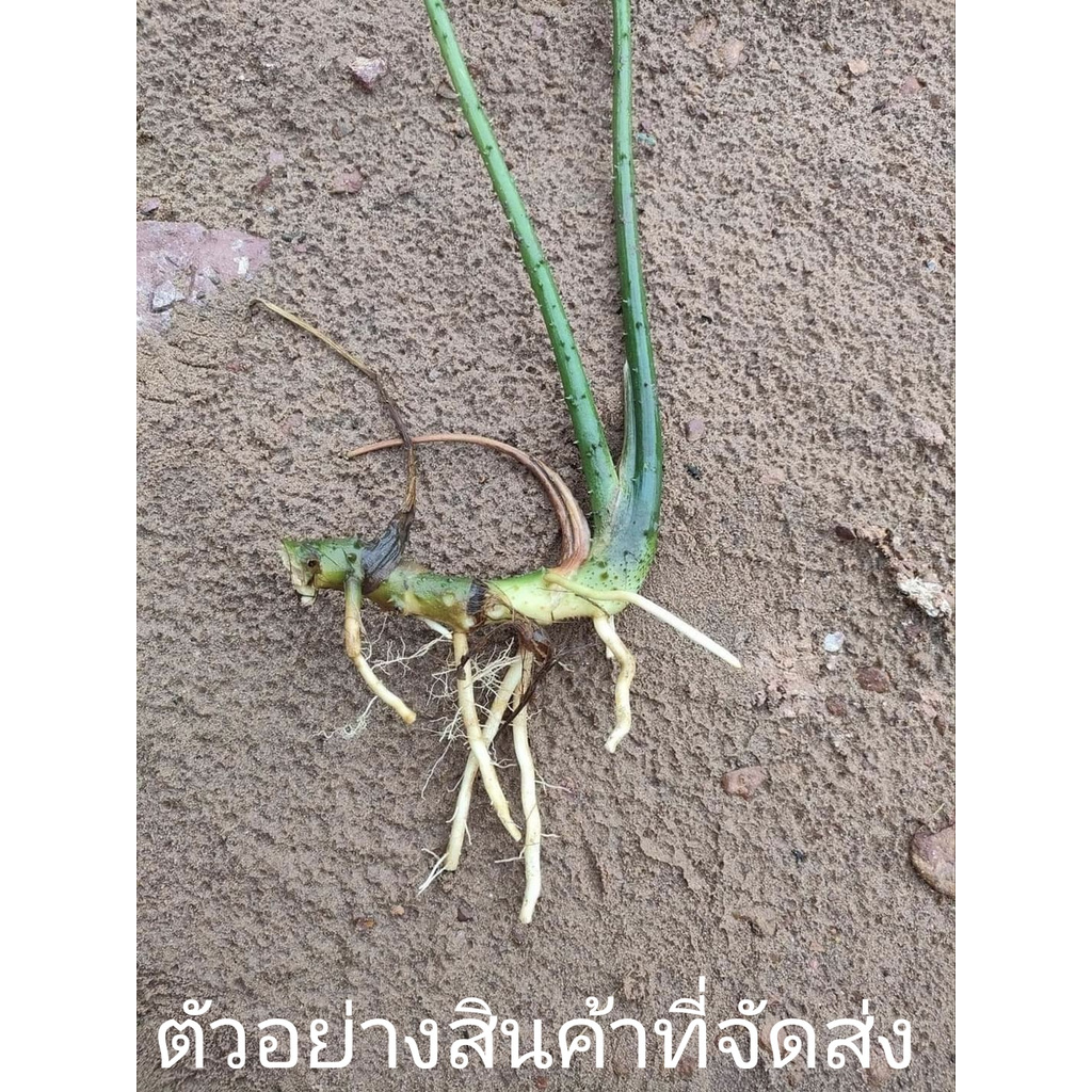 2กิ่ง-ขาย-กิ่งพันธุ์-เหง้า-ต้น-กิ่ง-กวางหนามดง-ปล่อยของ