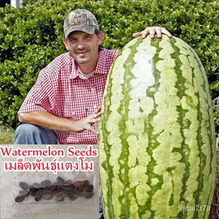 （อัตราการงอก 90%）เมล็ดพันธุ์แตงโมยักษ์ Giant Watermelon Seeds 20ชิ้น / แพ็ค พันธุ์ไม้ผล ไม้ปร/เมล็ด ผัก ปลูก สวนครัว คละ