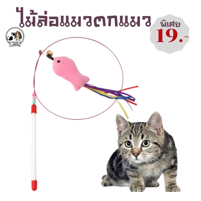 ไม้ตกแมว-มีหลากหลายแบบให้เลือก-สินค้าพร้อมส่งค่าส่ง22-มีชำระปลายทาง