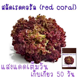 เมล็ด​พันธุ์​ สลัด​ เรดคอรัล​ red coral lettuce​ 100​เมล็ด​