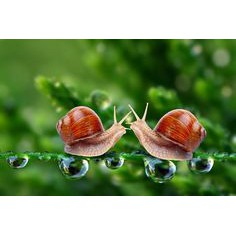 snail-extract-สารสกัดหอยทาก-25g