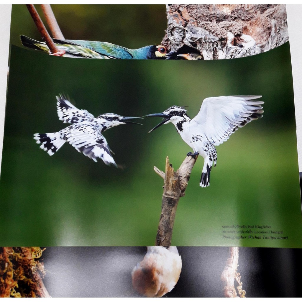 ภาพถ่ายนกนกกระเต็นปักหลัก-pied-kingfisher-ขนาด12x18นิ้ว-เฉพาะภาพไม่มีกรอบ