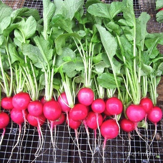 เมล็ดอวบอ้วน100%เมล็ดพันธุ์ เรดิชเชอรี่ (Cherry Belle Radish Seed) บรรจุ 200 เมล็ด คุณภาพดี ราคาถูก ของแท้ 100%เมล็ดพืชค