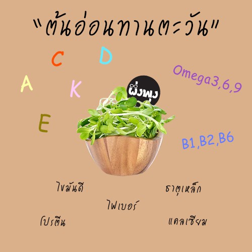 รวมเมล็ดพันธุ์ต้นอ่อน-เมล็ดเพาะ-เมล็ดผัก-เมล็ดต้นอ่อน-ทานตะวัน-ผักบุ้ง-โต้วเหมี่ยว-ถั่วลันเตา-ข้าวสาลี-ไควาเระ