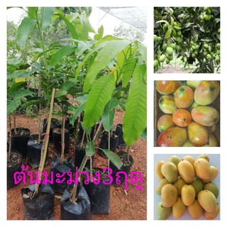 ต้นมะม่วง3ฤดู​ แบบเสียบยอดเก็บผลผลิตได้​เร็ว​