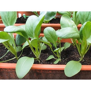 Non-GMO Hybrid Sawi Hijau Seed / Caixin Seed / Biji Benih / Vegetable Seedแม่และเด็ก/สวน/ทานตะวัน/กุหลาบ/​​กระโปรง/มะละก
