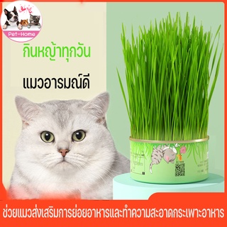 COD🐱 หญ้าแมว ออร์แกนิค [มือใหม่ก็ปลูกได้] หญ้าแมว หญ้าแมวกระป๋อง  อัตราการงอกสูง ส่งเสริมการย่อยอาหาร