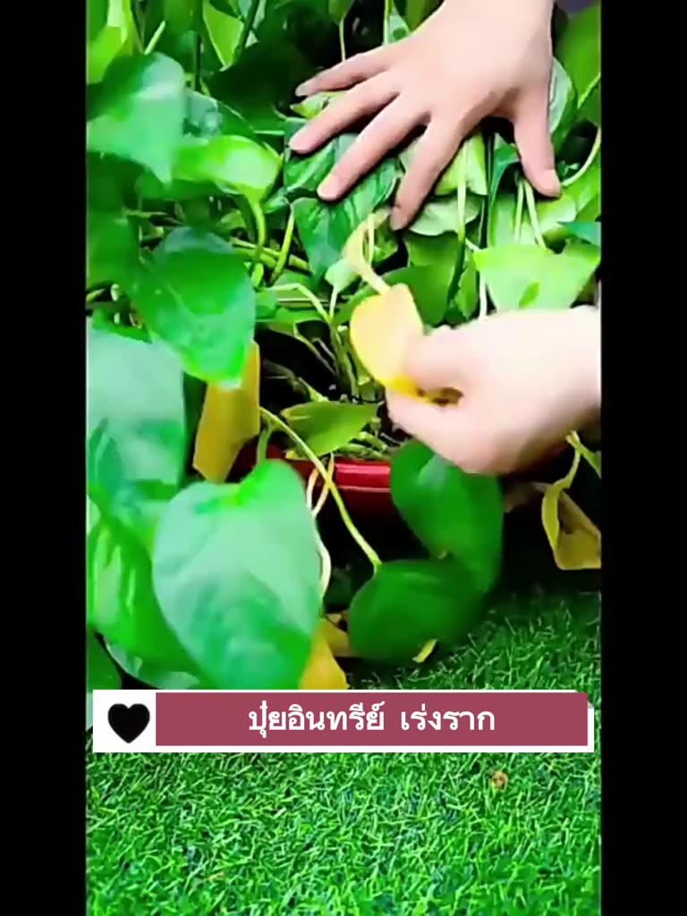 ปุ๋ยกันชา-ปุ๋ยเกล็ดทางใบ-ปุ๋ยบำรุงต้นใบ-ปุ๋ยน้ำทางใบ-ปุ๋ย-ฮอร์โมนทางใบ-ปุ๋ยน้ำ-ปุ๋ยกัญชา-ปุ๋ยอินทรีย์-ปุ๋ยใส่กันชา