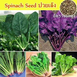 ถูก ใหม่ สายพันธุ์ 【ขายเมล็ดพันธุ์ 】เมล็ดพันธุ์ ปวยเล้ง ห่อละ 200 เมล็ด Spinach Seed เมล็ดผักต่างๆ เมล็ดพันธุ์ผัก Organi