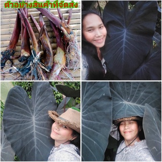 (1หน่อ)(ขาย หน่อพันธุ์) หัว หน่อ ต้น บอนดำแบล็คเมจิก บอนดำ แบล็คเมจิก Colocasia black majic แท้ Jompon