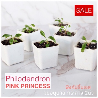 ฟิโลเดนดรอน พิงค์ปริ้นเซส  phliodendron pinkprincess กระถาง2นิ้ว วัยอุนบาล