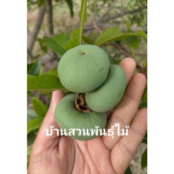 ต้นอินจัน-ต้นเสียบยอด-ต้นเตี้ย-ติดผลเร็ว