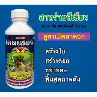 โคลเซอร์(สาหร่ายน้ำเขียว)เปิดตาดอก ยืดช่อดอก 1 ลิตร