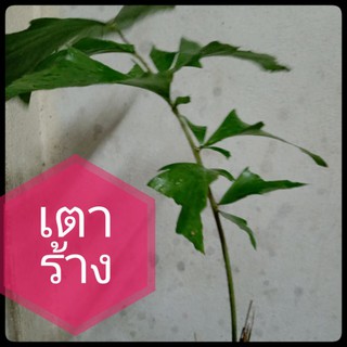 ต้นเตาร้าง ในถุงชำ1ต้น ไม้ประดับ