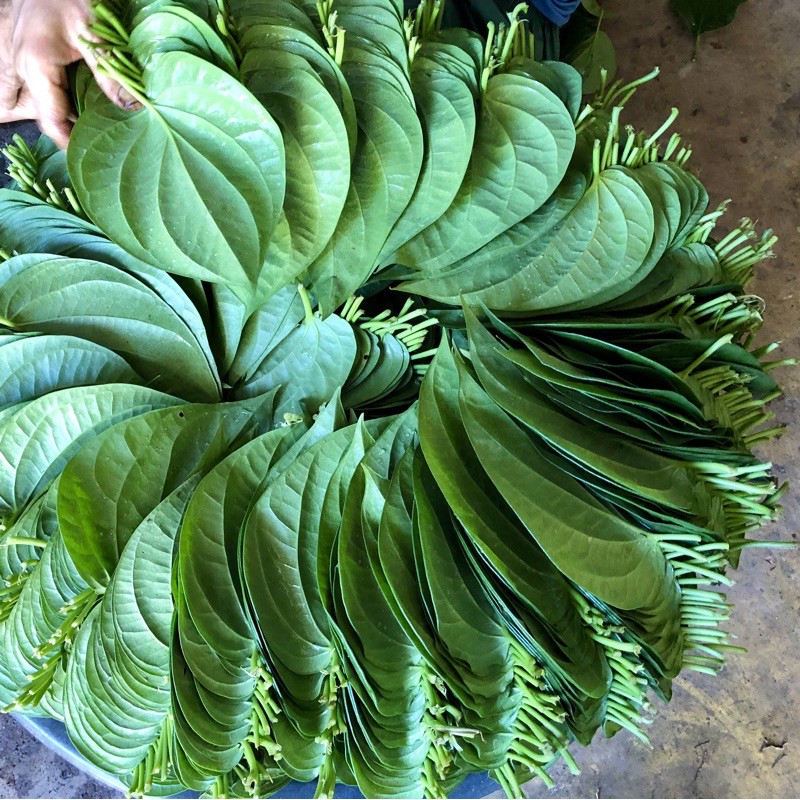 ใบพลูเขียว-พลูกินหมาก-ใบพลูไหว้-ใบพลูสวนแปดริ้ว-ราคา1-เรียง-20ใบ-betel-leaves-with-betel-nut-20pcs