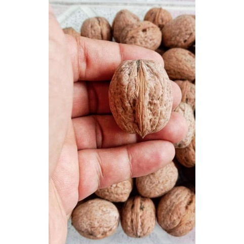 ถูกที่สุด-เมล็ดสำหรับเพาะพันธุ์-ถั่ววอลนัท-walnut-fernor-6เมล็ด200บาท-ของแท้100-ระวังของลอกเลียนแบบ