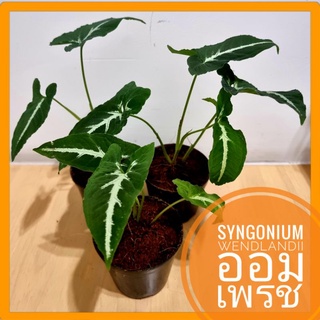 Syngonium Wendlandii ออมเพรช คัดใบเข้ม กระถาง 4 นิ้ว ไม้มงคล ร่ำรวยเงินทอง ของขวัญ ของฝาก ไม้ประดับบารมี แต่งบ้าน ออฟฟิศ