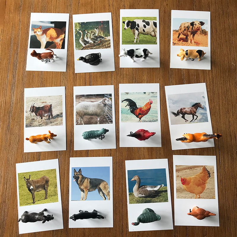 เกมจับคู่สัตว์-matching-animals-การ์ดภาพสัตว์-12-ใบ-โมเดลสัตว์-12-ตัว