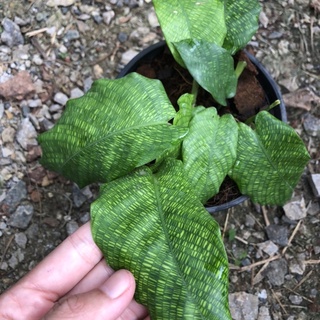 คล้าโมเสค 🪴 Calathea Musaica ใบลายสวย กระถาง5นิ้ว