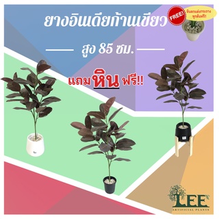 ( สินค้าใหม่ ) ต้นยางอินเดียก้านเขียว สูง 85 ซม. ต้นไม้ปลอมตกแต่งบ้าน