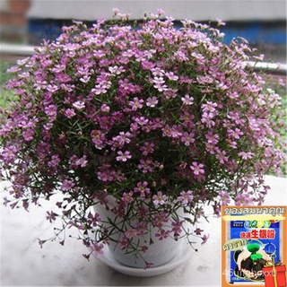 （คุณภาพสูง เมล็ด）เมล็ดพันธุ์ ยิปโซ เมล็ดบอนสี Mix Color Gypsophila Seeds บรรจุ 200 เมล็ด ต้นไ/ง่าย ปลูก สวนครัว เมล็ด NW