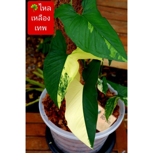 มีต้นเล็กนะคะ-syngonium-yellow-variegated-เงินไหลมาด่างเหลือง